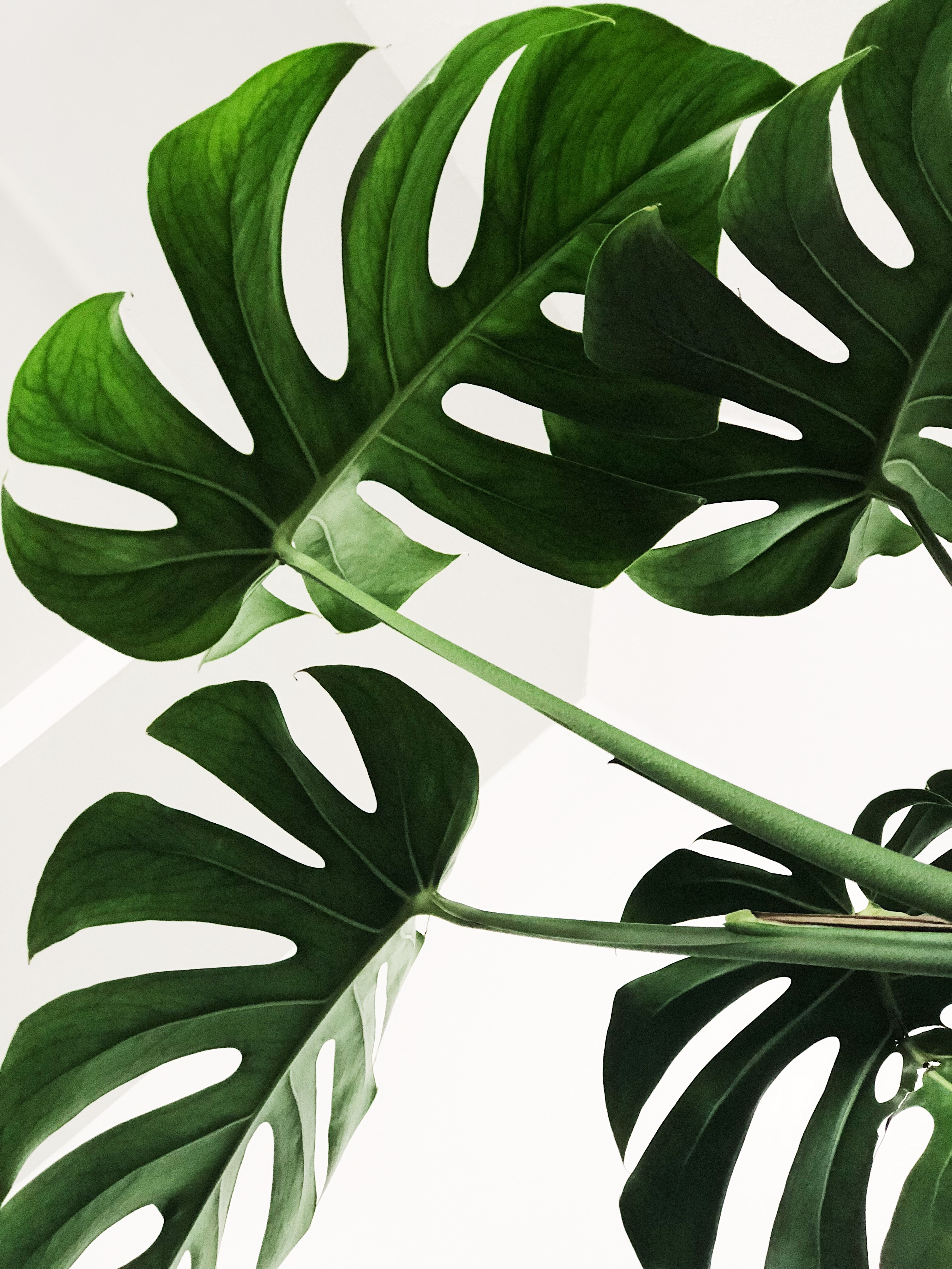 Lowlight / Low Maintenance Plants - Monstera Deliciosa (https://unsplash.com/@chrisleeiam)