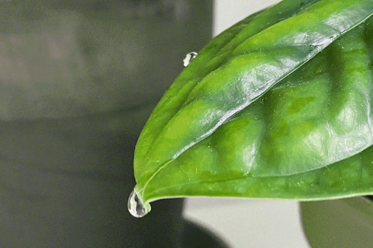 What Causes Water Droplets on Indoor Plant Leaves? Indoor Friends