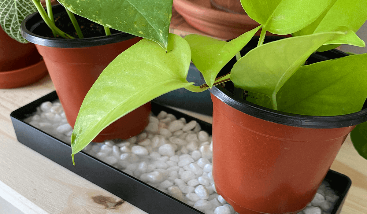 The Nitty-Gritty of Pebble Trays