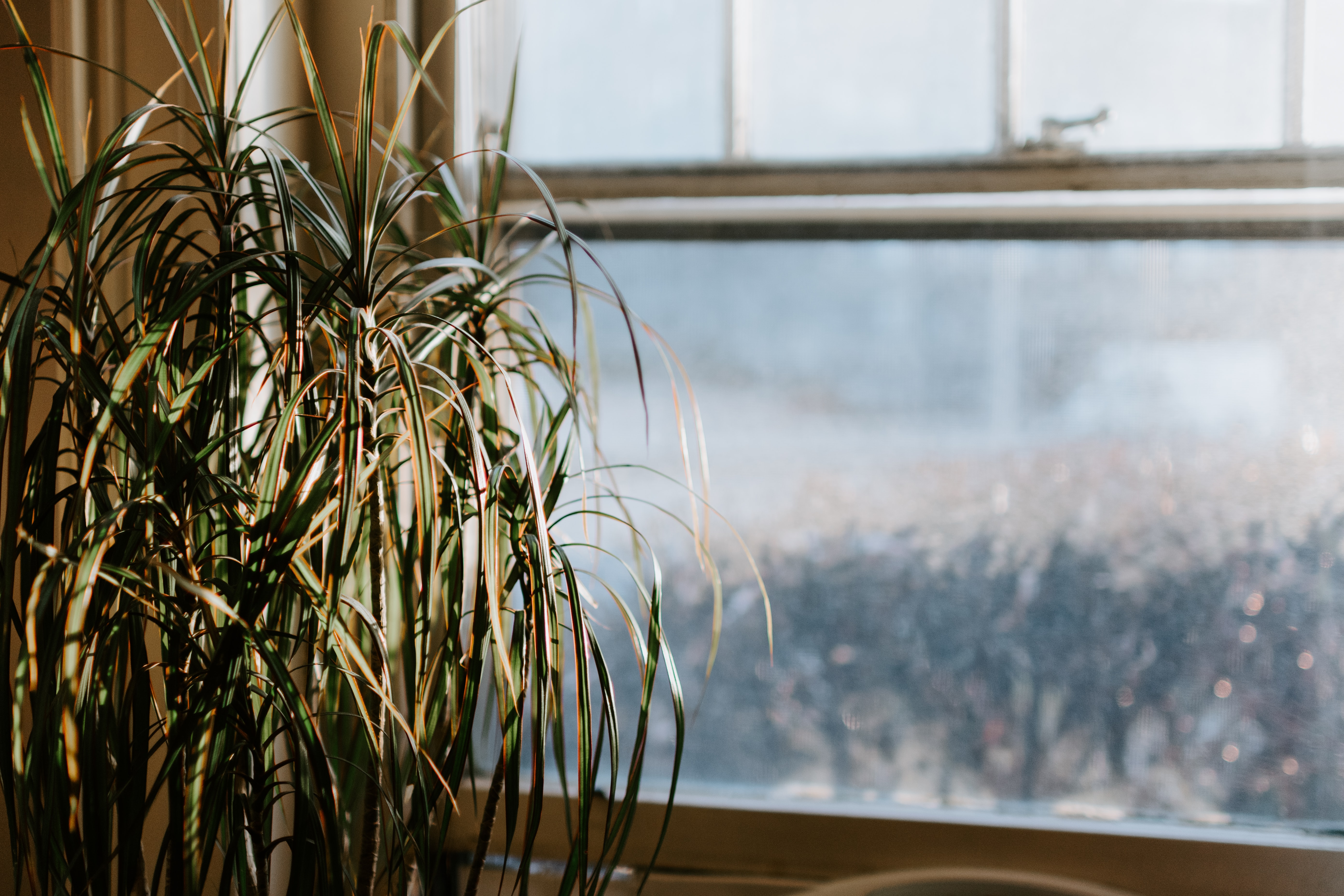 Houseplant Winter Survival Guide