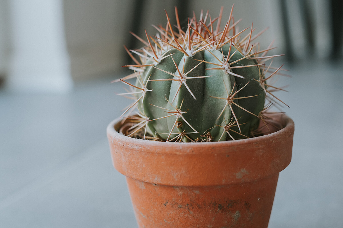 Winter Care for Your Cactus Plant