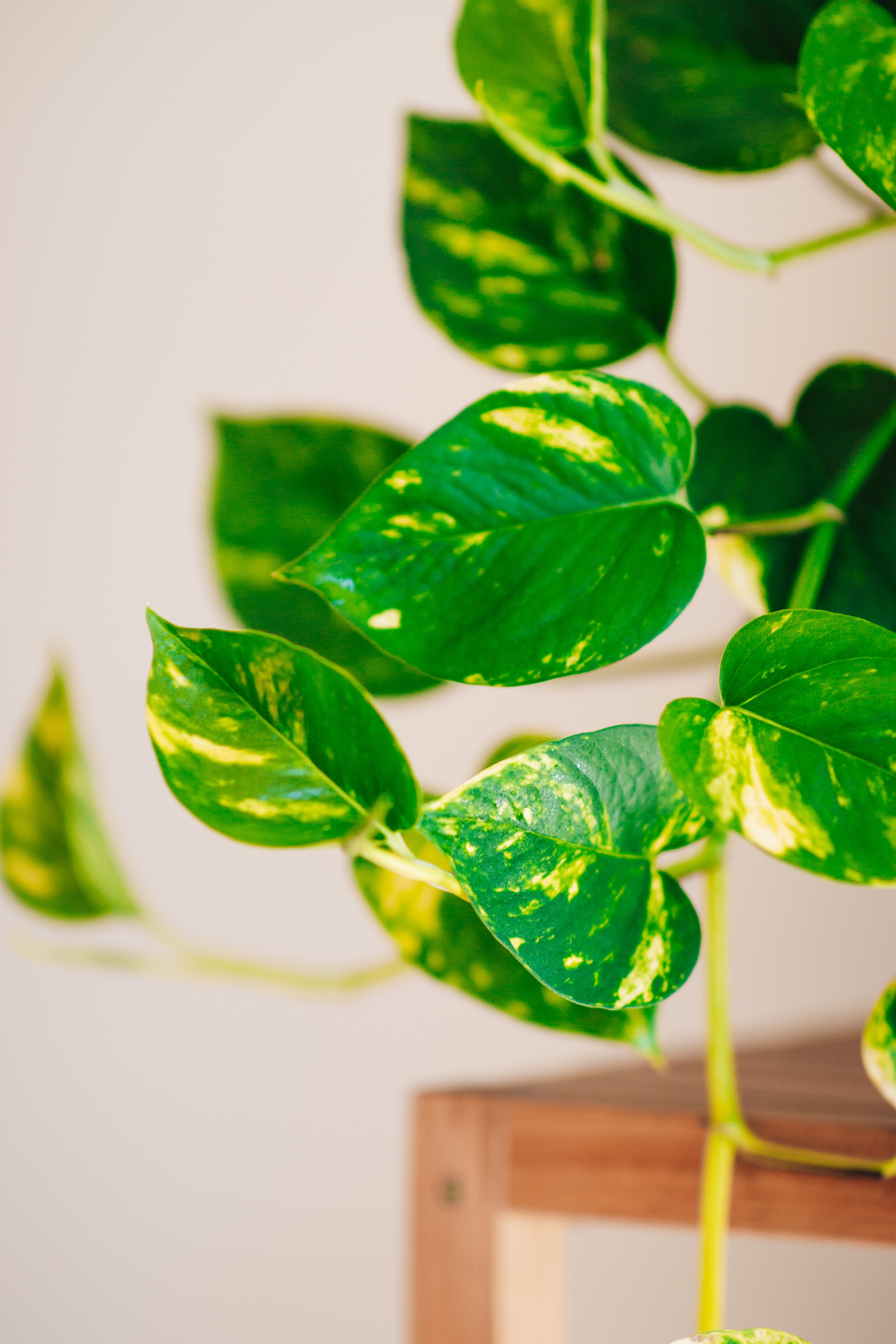 Lowlight / Low Maintenance Plants – Pothos Plant (https://unsplash.com/@itsmaemedia)