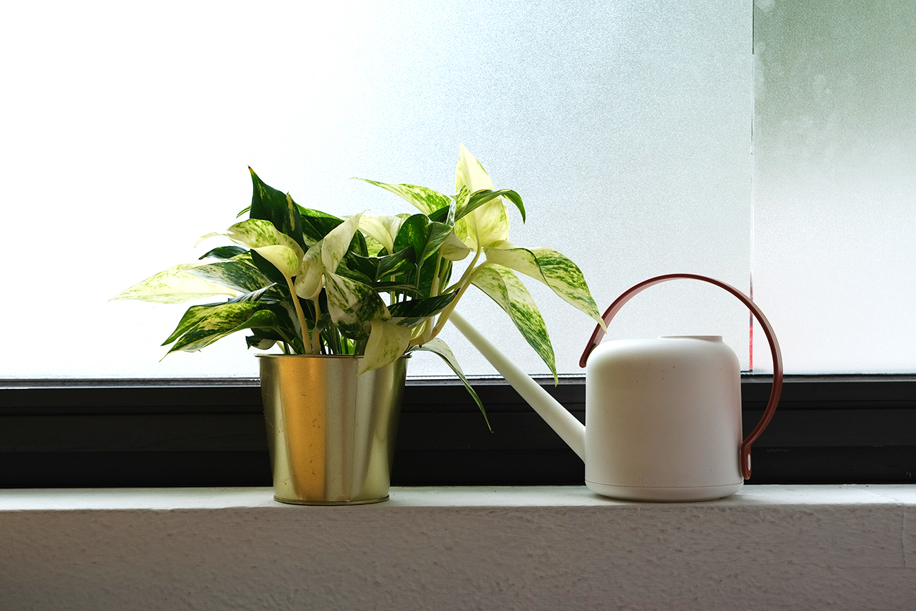 Watering 101: A Beginner-Friendly Guide to Watering Indoor Plants