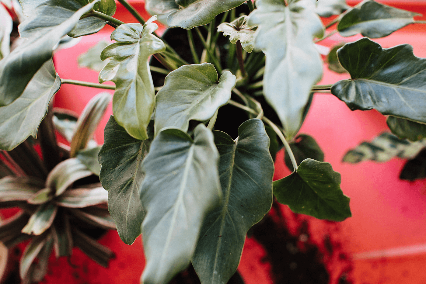 The Importance of Wiping Down Plant Leaves 