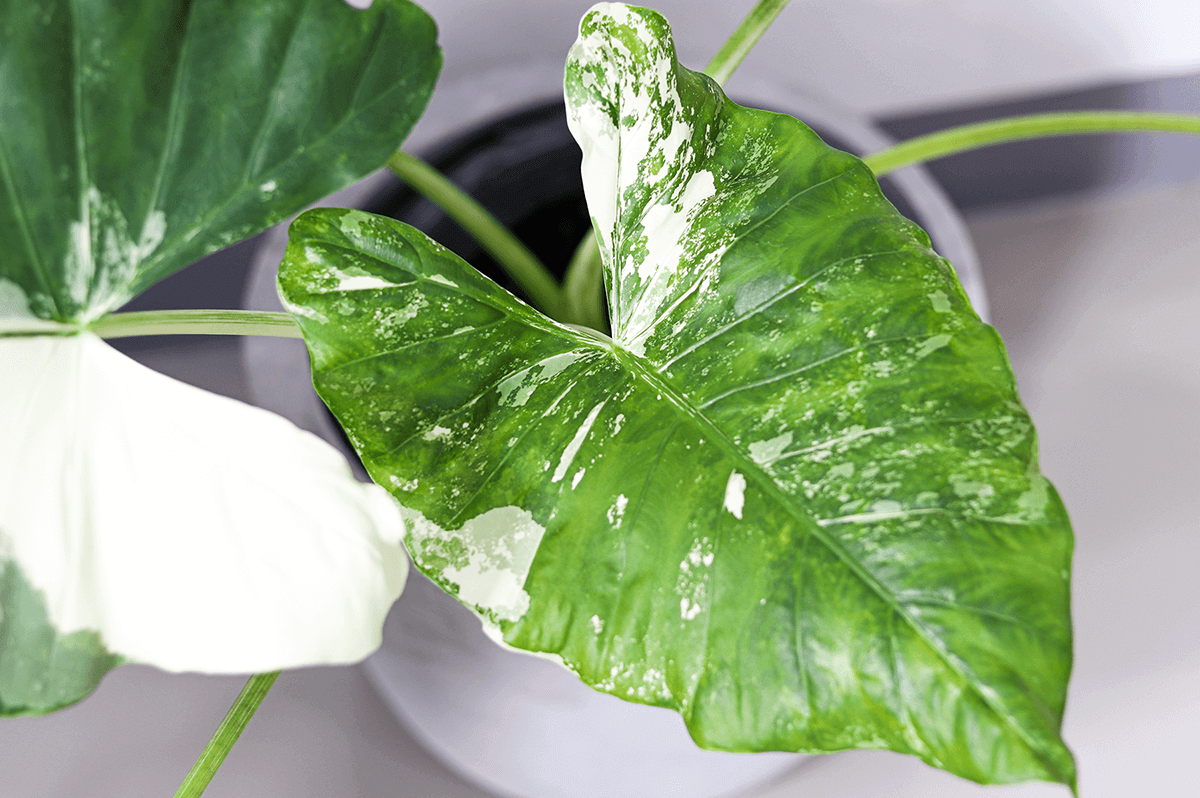 What’s the Deal with Variegated Leaves?