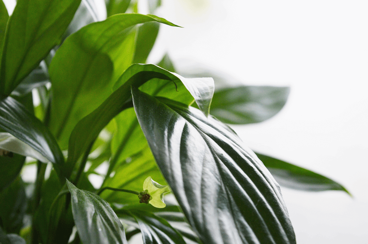 Refreshing Plants for Chilly Winter